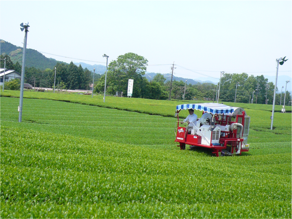 伊勢　度会茶 「喜多製茶」